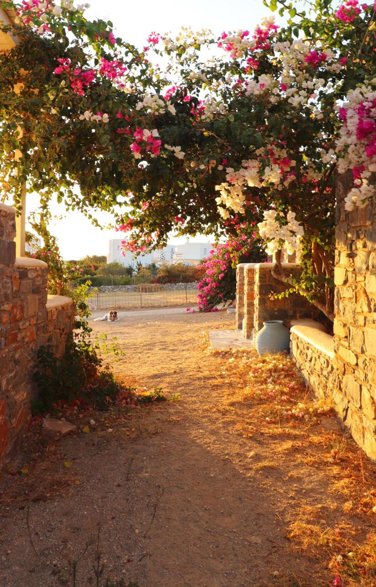 Sunny Studios Naxos Aliko Beach Eksteriør billede